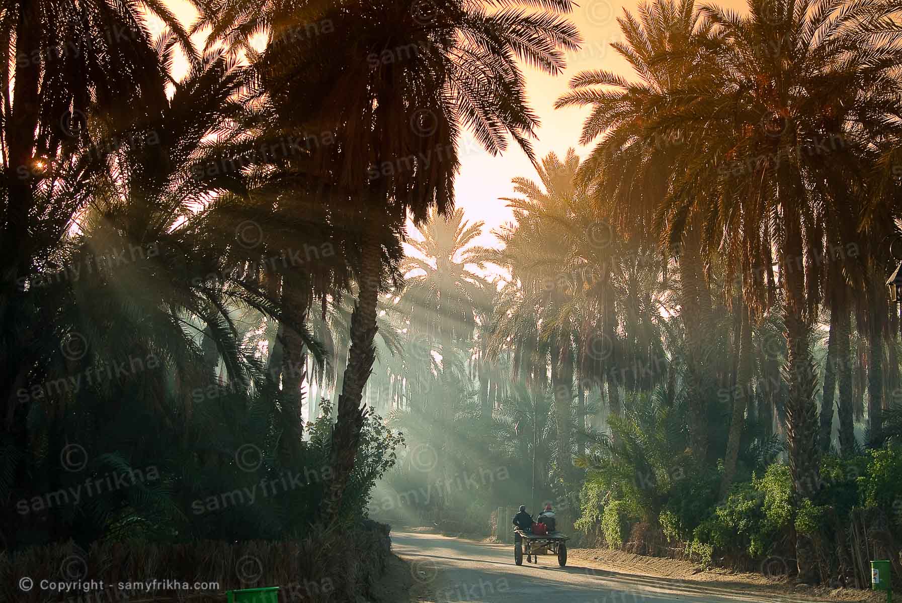 Oasis Tozeur : Samy Frikha