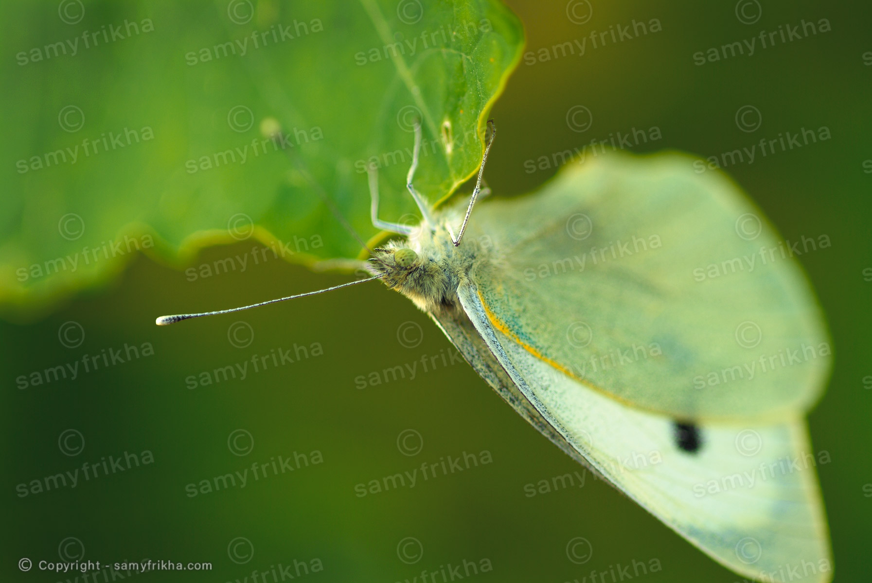 Papillon : Samy Frikha