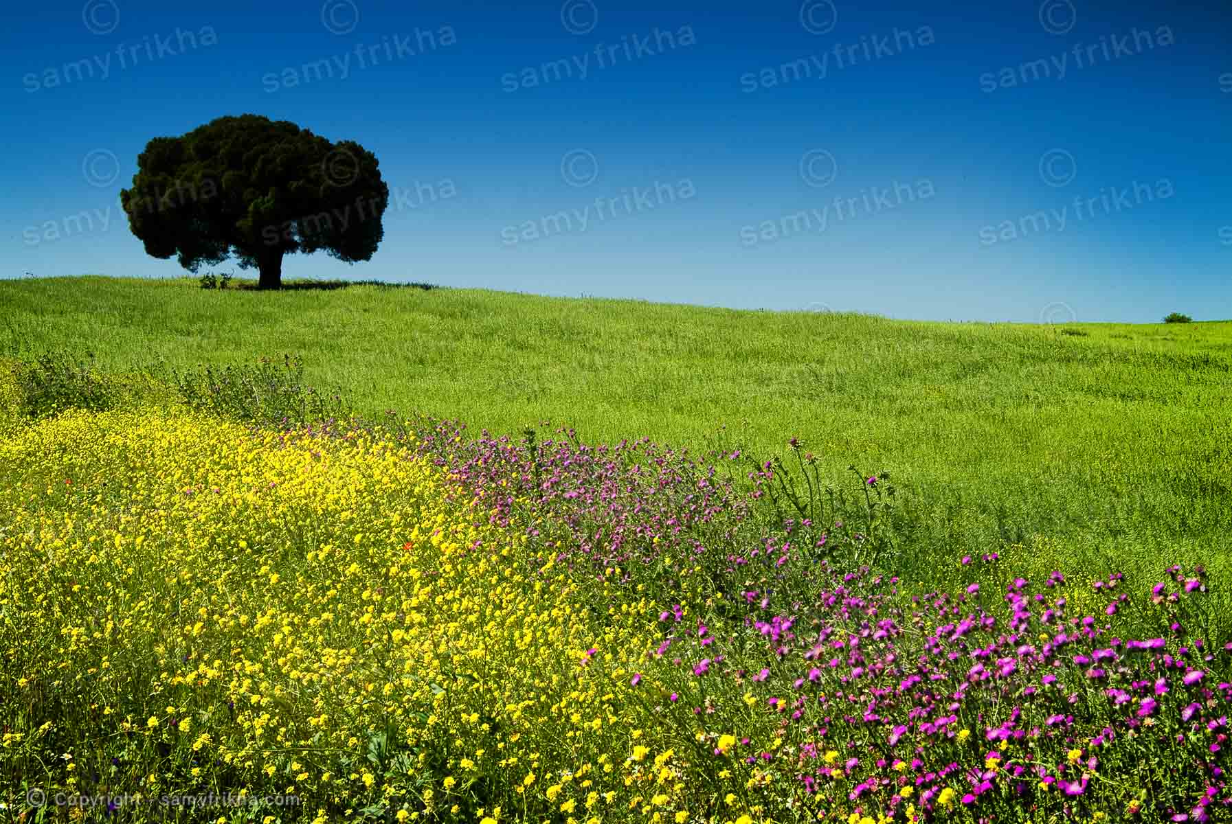 Verdure et olivier : Samy Frikha