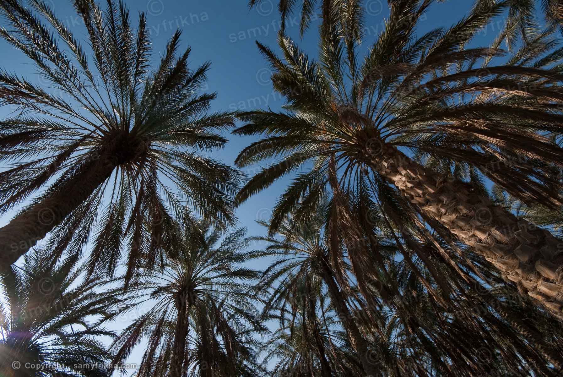 Palmier Tozeur : Samy Frikha