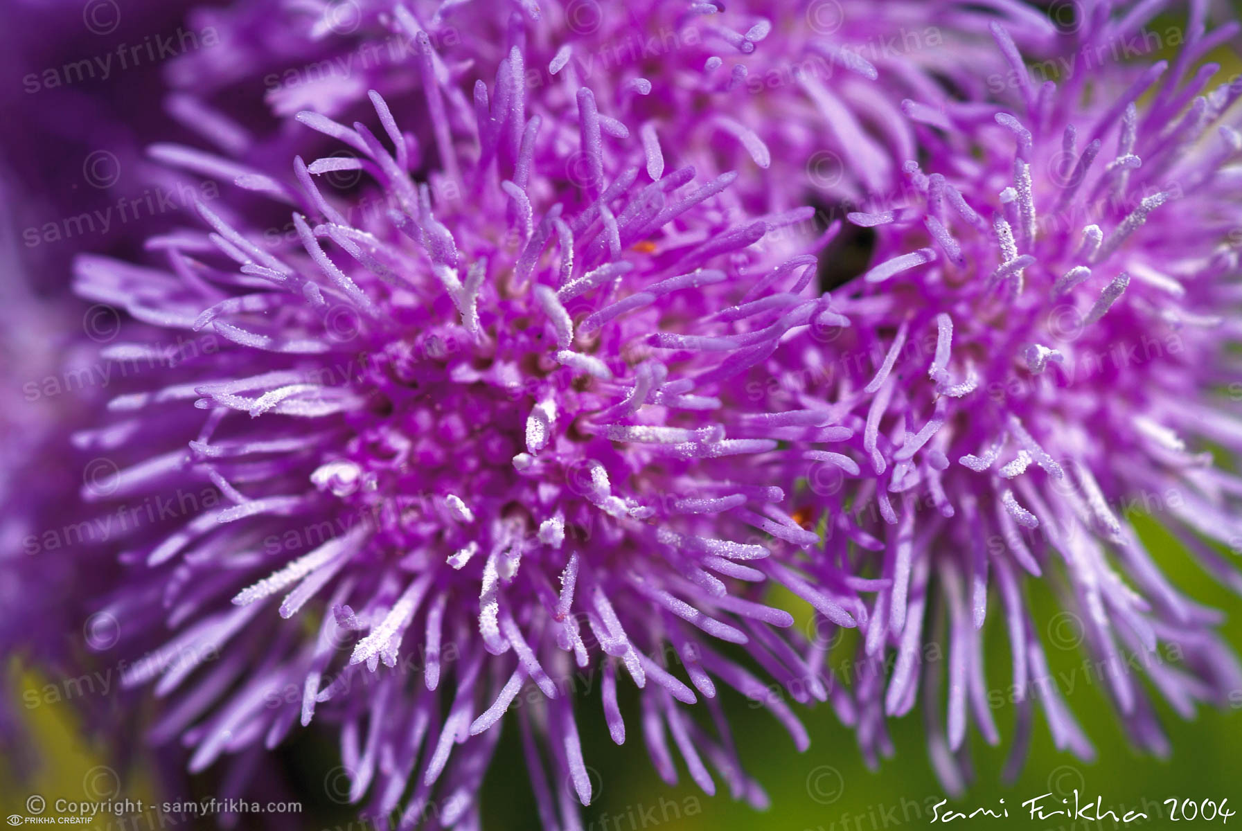 Photography Landscapes & Nature