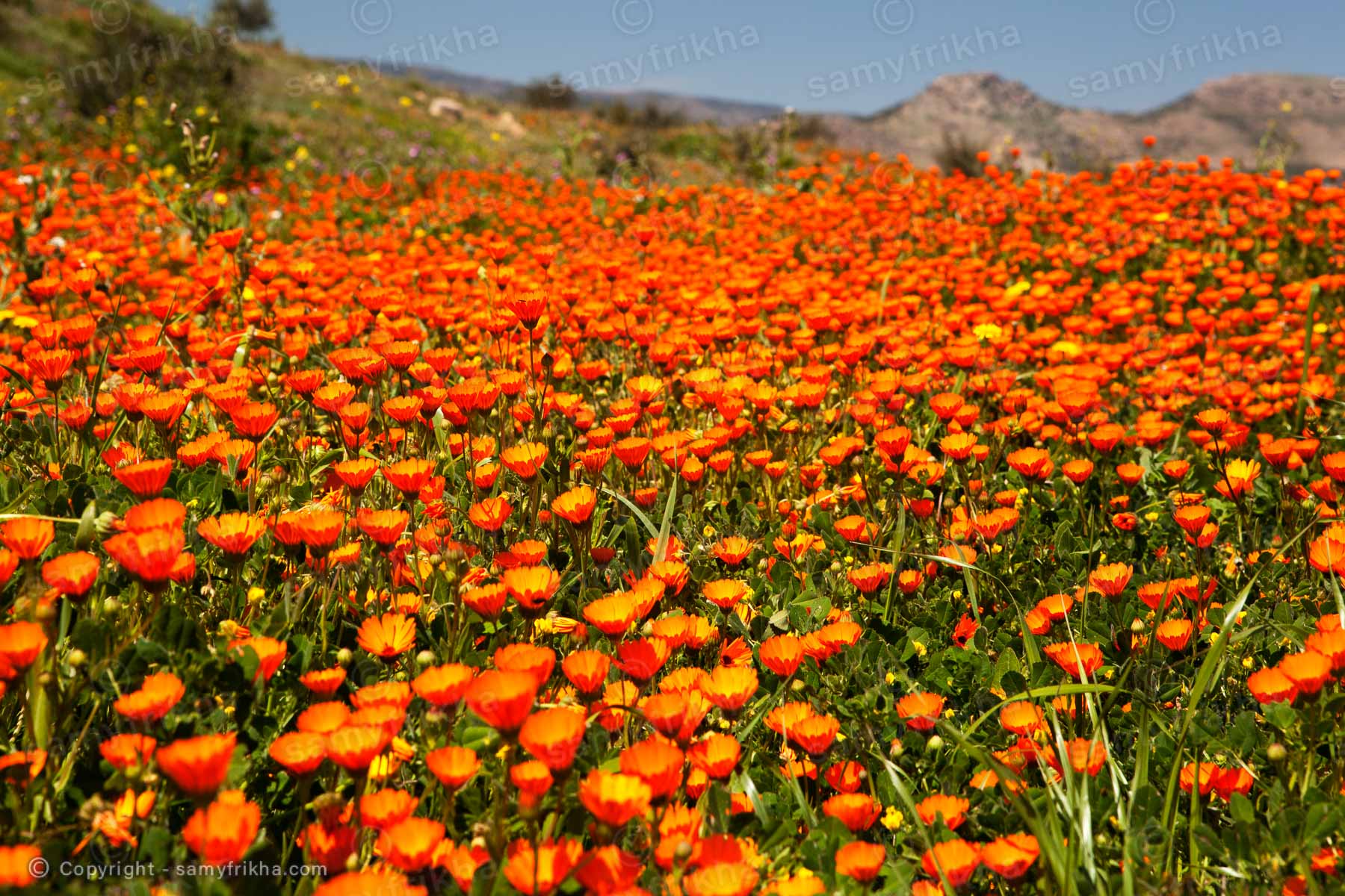 Fleurs
